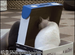 黑猫把白猫盖在盒子里的gif动态图片