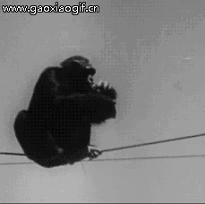 猩猩电线上喝酒的gif动态图片