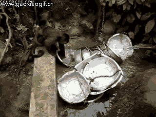 猴子背着宝宝洗锅的gif动态图片